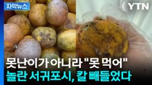 [자막뉴스] "돈 주고 쓰레기 샀네"...'못난이 귤' 주문했다가 어이상실 / YTN
