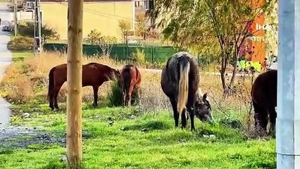 Arnavutköy’de başıboş at alarmı! Trafik için tehlike saçıyorlar