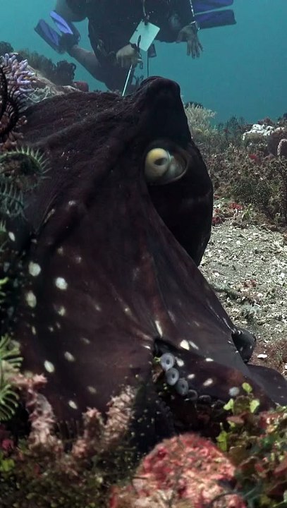 Rare sea monster