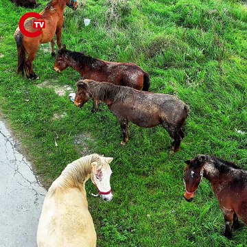 Arnavutköy’de başıboş gezen atlar tehlike saçıyor