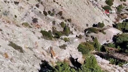 Munzur'un sarp kayalıklarında yaban keçileri