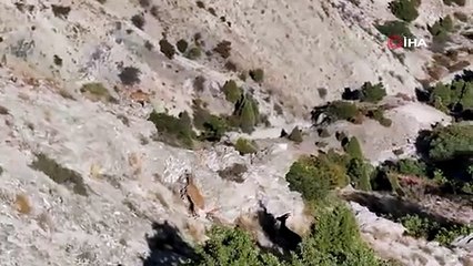 Munzur’un sarp kayalıklarında yaban keçileri