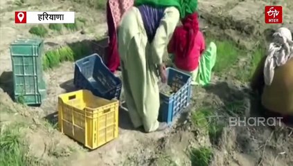 इस विधि से प्याज की खेती कर बन सकते हैं मालामाल, वैज्ञानिक से समझें खेती का A-Z प्रोसेस