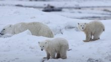 Un’adozione rara tra i ghiacci dell’Artico: un’orsa polare cresce il cucciolo di un’altra
