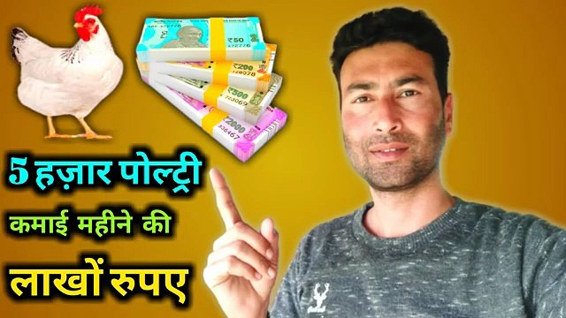 5000 poultry chicks | layer chicken farming | poultry farm business plan