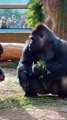 This silverback is enjoying his pepper! #silverback #gorilla #asmr #mukbang #eating #food