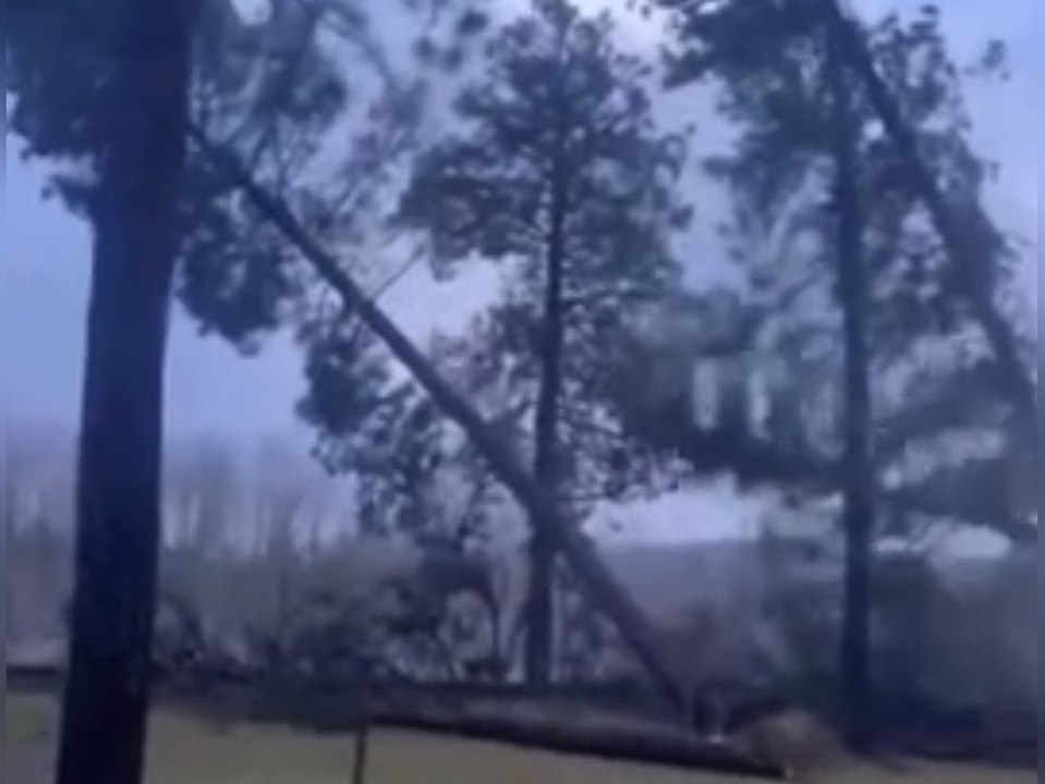 Sturm lässt Bäume wie Dominosteine umkippen