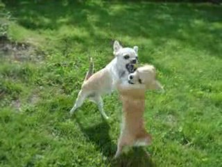 la danse des chis