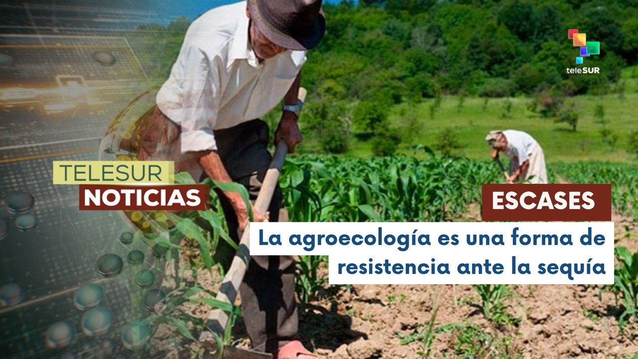 En Guatemala, las prolongadas sequías afectan la producción de cardamomo al norte del país