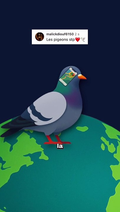 Le pigeon à un GPS dans la tête ! #pigeon #gps #animaux #nature #humour