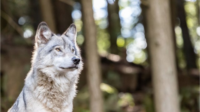 Du jamais-vu ici : un randonneur filme une meute de loups dans les Alpes, une rencontre exceptionnelle
