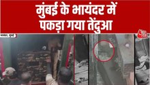मुंबई के भायंदर में घनी आबादी में घुसा तेंदुआ... तीन घायल, दहशत फैली