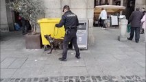 Los guías caninos de la Policía rastrean zonas de Madrid en busca de bombas o drogas