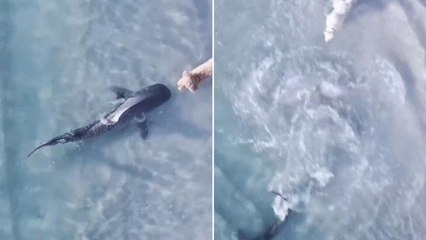 Cane e squalo, un incontro mozzafiato sulla spiaggia australiana: ecco come va a finire