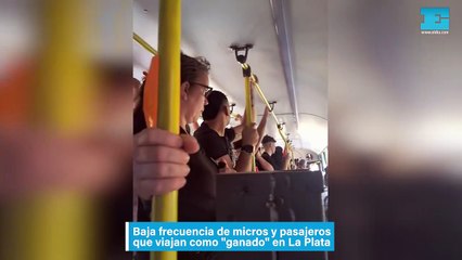 Baja frecuencia de micros y pasajeros que viajan como "ganado" en La Plata