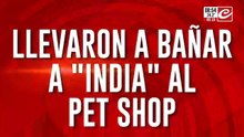 Llevó a bañar a la perra al Pet Shop y nunca la fue a buscar: "Se las dejó"