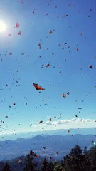 🦋🇲🇽 Mariposas Monarcas — images inédites du Mexique Une large série de vidéos inédites a capturé, depuis le ciel mexicain, l’un des spectacles naturels les plus saisissants : des nuées de papillons monarques en pleine migration....
