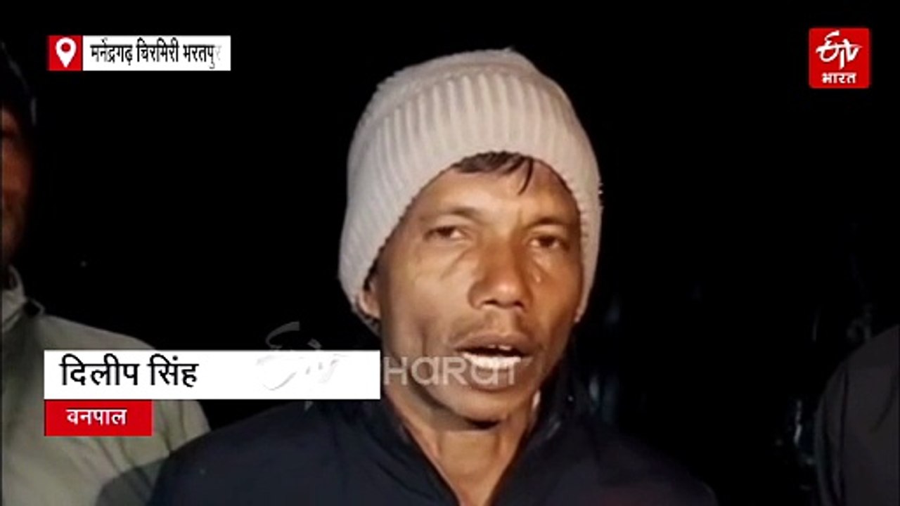 मनेंद्रगढ़ चिरमिरी भरतपुर में कोयले की अवैध माइनिंग, वन विभाग ने लिया तगड़ा एक्शन