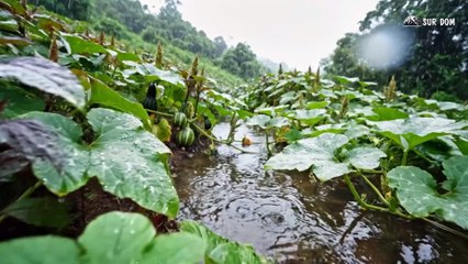 Part 58 - A Girl Alone Surviving In The Forest - The Forest of Giant Pythons