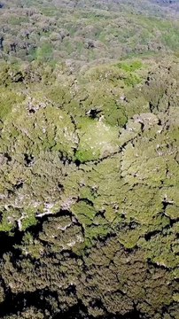 🌲🍃 Quand la forêt prend vie La danse discrète et la timidité des arbres, alors que la forêt respire à l’unisson, offrent une scène d’une poésie rare...