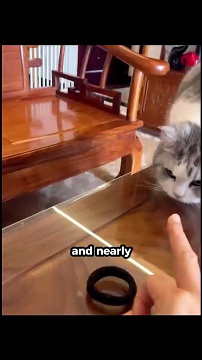 The Insane Reflex Speed of Cats 😱 #facts #shorts #cats