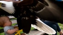 eagle attack on baby