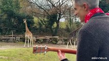 Giraffe, lemuri e Alpaca: il concerto di Natale privato al bioparco