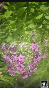 🎁🔥[Hot 2025]His Lost Lycan Luna🏡ABC movie🏆🏆🏆🏆🏆