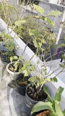 Figs in my terrace garden