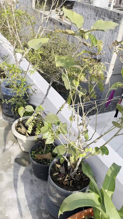 Figs in my terrace garden