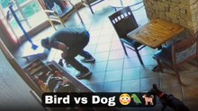 Service dog tries to meet birds but gets surprised by a feisty feathered friend