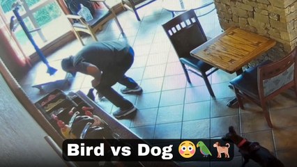 Service dog tries to meet birds but gets surprised by a feisty feathered friend