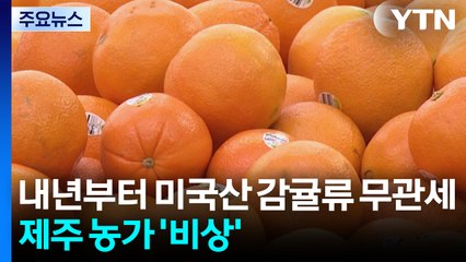 내년부터 미국산 감귤류 무관세...제주 농가 '비상' / YTN
