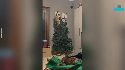 Cat Knocks Over Christmas Tree in Chaotic Moment