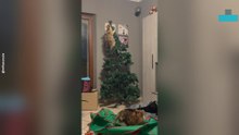 Cat Knocks Over Christmas Tree in Chaotic Moment