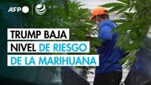Trump ordena reclasificar la marihuana como sustancia de menor riesgo