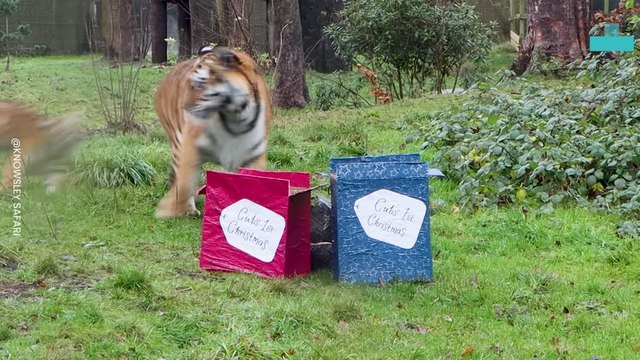Tigers Chomp Down on Presents as Festive Zoo Animals Enjoy Christmas