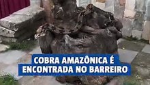 Cobra amazônica é encontrada no Barreiro