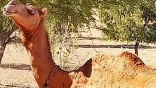 Camel Of Tharparkar Sindh - Desertlife