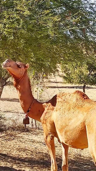 Camel Of Tharparkar Sindh - Desertlife