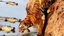 One Step From Death! Tiger Drinks Water Surrounded by Crocodiles 😱🐅🐊