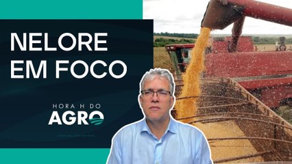Pecuária de corte: criadores de Nelore analisam cenário e perspectivas para 2026 | HORA H DO AGRO