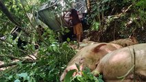 Porcos morrem e motorista sobrevive após caminhão cair em cachoeira na PR-180, em Cascavel