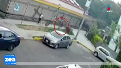 Mujer agredida por hombre mientras caminaba con sus mascotas exige justicia