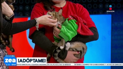 ¡Adopta no compres! Gatitos y perritos están en busca de una familia amorosa