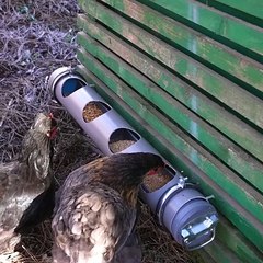 Easy DIY chicken food and water dispenser! 🐔🐥