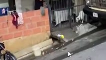 Verifican estado de dos perritos tras denuncia de maltrato en Santa Rita