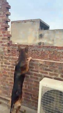 German shepherd dog aggressive on a cat #foryou