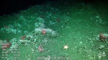 En una nueva expedición del CONICET en el fondo del mar, encuentran otra estrella “culona”