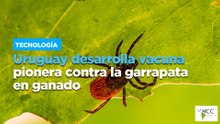 Uruguay desarrolla vacuna pionera contra la garrapata en ganado